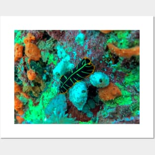 Coral reef and flatworm Posters and Art